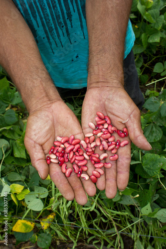 фотографія Hands full of fresh red beans