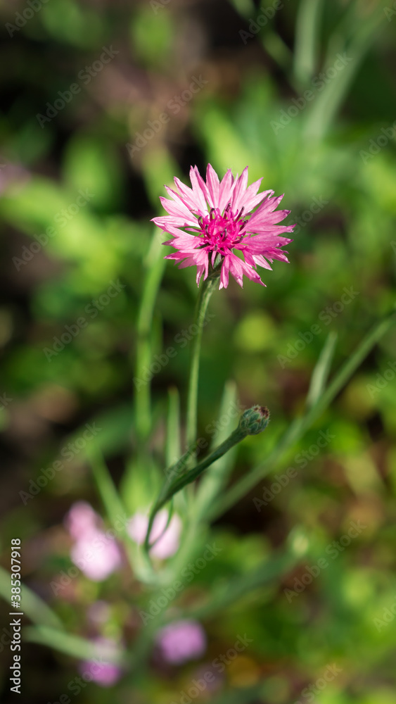 Pink cultivar of the cornflower (lat. Centaurea cyanus), of the family Asteraceae. Pink cultivar of the cornflower (lat. Centaurea cyanus), of the family Asteraceae.