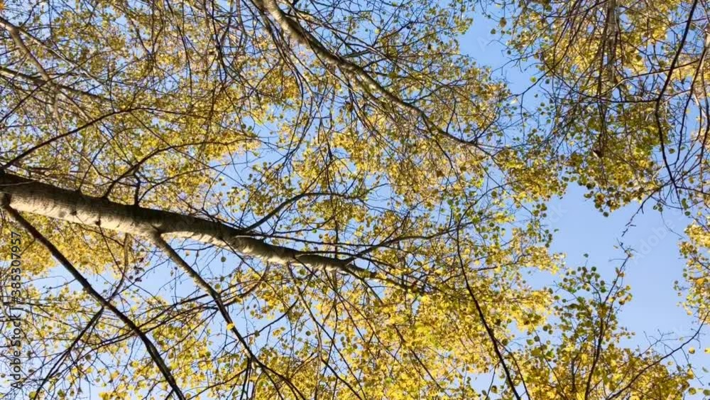 autumn leaf fall against the blue sky, vertical video autumn leaf fall against the blue sky, vertical video