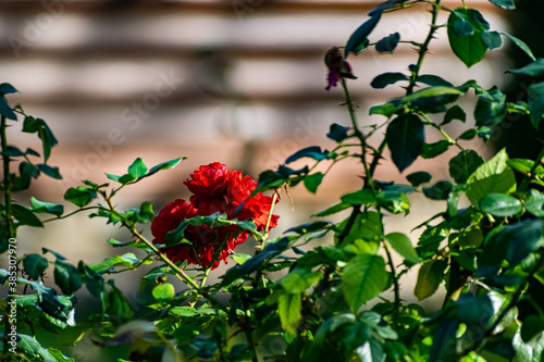 Beautiful colorful flowers on plants and shrubs. Color compositions and bouquets of different shapes, sizes and varieties with green leaves. Inflorescences close-up