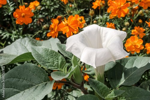 Jimson Weed (Datura stramonium) in park photo