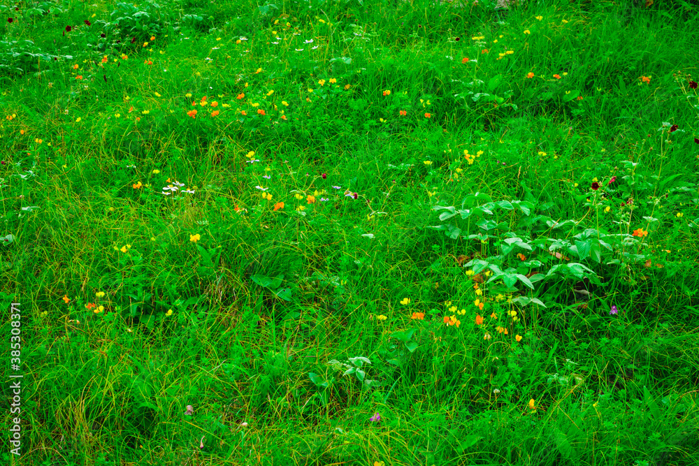 Abstract defocus meadow flowers with blurry backgroud, beautiful fresh morning  at high altitude alpine region of himalayas near prashar lake, Himachal Pradesh. Spring blurry natural background.