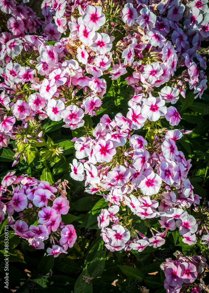 Phloxes flowers in the bright sun in summer Phloxes flowers in the bright sun in summer