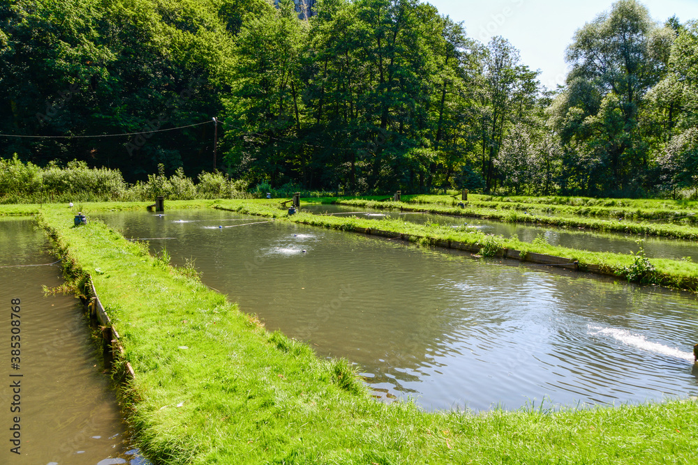 Trout farming in running water ponds, Poland