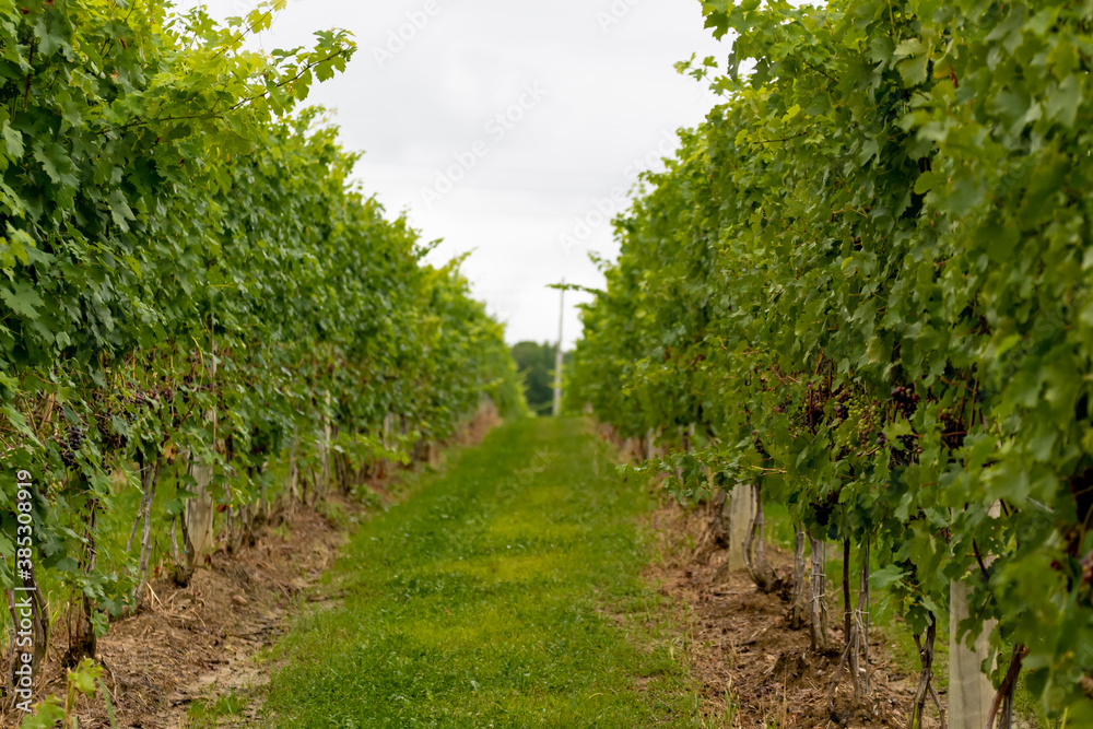 Ohio wine country, red grapes in Northeast Ohio farmland