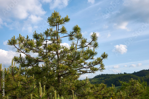 Pinus nigra photo