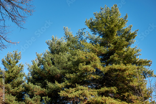 Pinus strobus