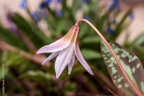 Dogs-tooth-violet (Erythronium dens-canis) in garden, Moscow region, Russia photo