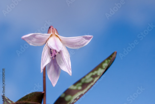 Dogs-tooth-violet (Erythronium dens-canis) in garden, Moscow region, Russia photo