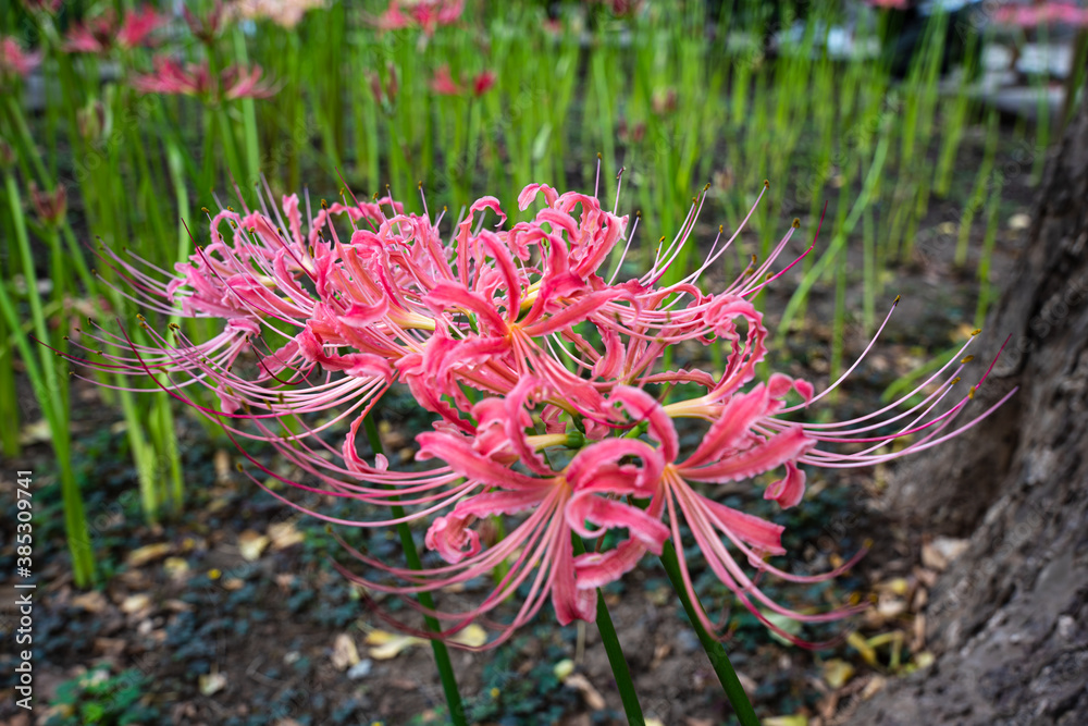 ピンクの彼岸花　西方寺にて