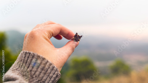 hand holding a dried flower with natural landscape in the background