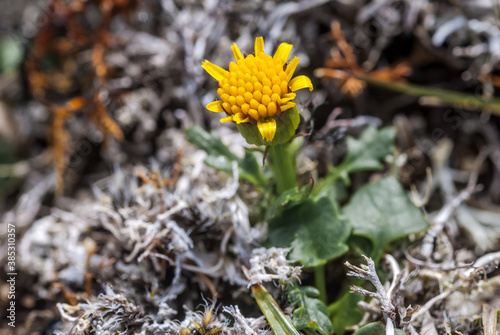 Dwarf Arctic Butterweed (Tephroseris heterophylla) at Chowiet Island, Semidi Islands, Alaska, USA photo