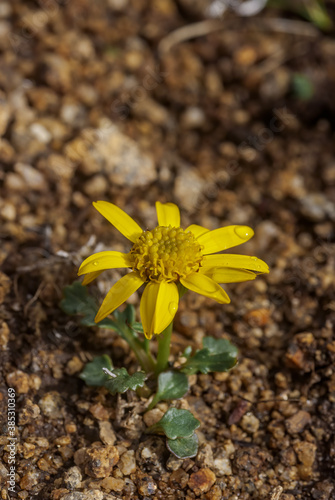 Dwarf Arctic Butterweed (Tephroseris heterophylla) at Chowiet Island, Semidi Islands, Alaska, USA photo