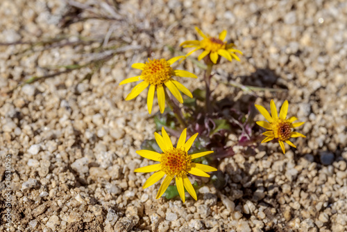 Dwarf Arctic Butterweed (Tephroseris heterophylla) at Chowiet Island, Semidi Islands, Alaska, USA photo