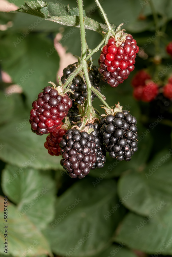 Shrubby Blackberry (Rubus nessensis) in garden Shrubby Blackberry (Rubus nessensis) in garden