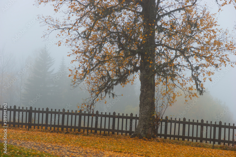 Old birch tree in front of wooden fence on foggy autumn day Old birch tree in front of wooden fence on foggy autumn day