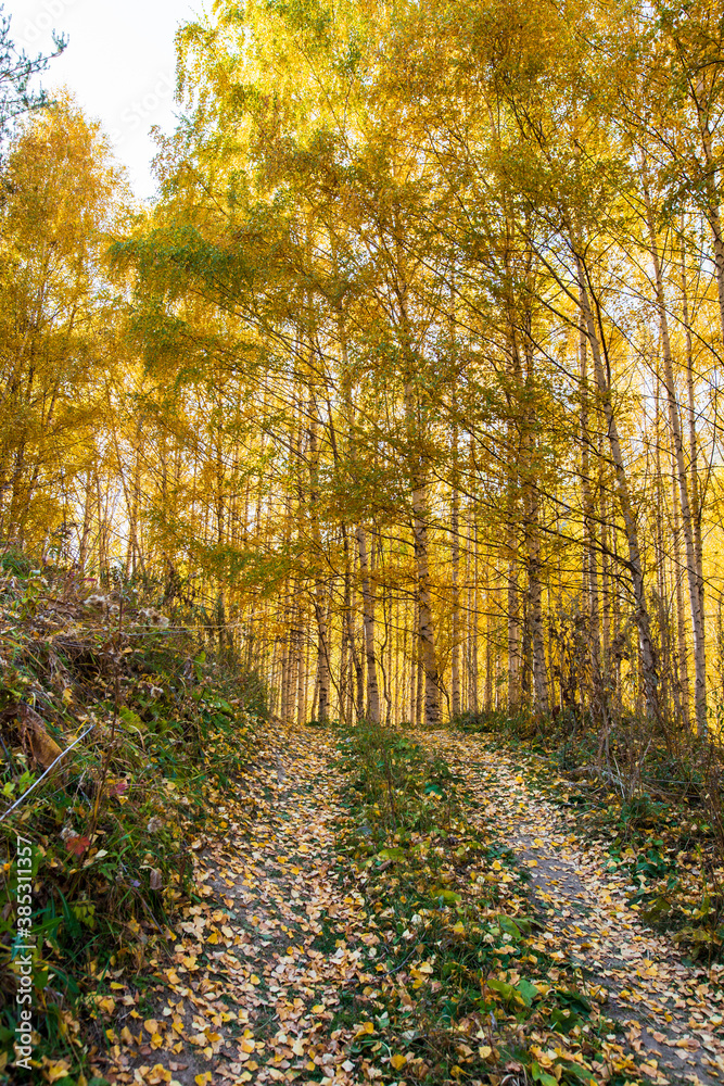 Fototapeta premium Autumn landscape. Beautiful birch trees. Walk in the birch forest. Natural background. Place to insert text.