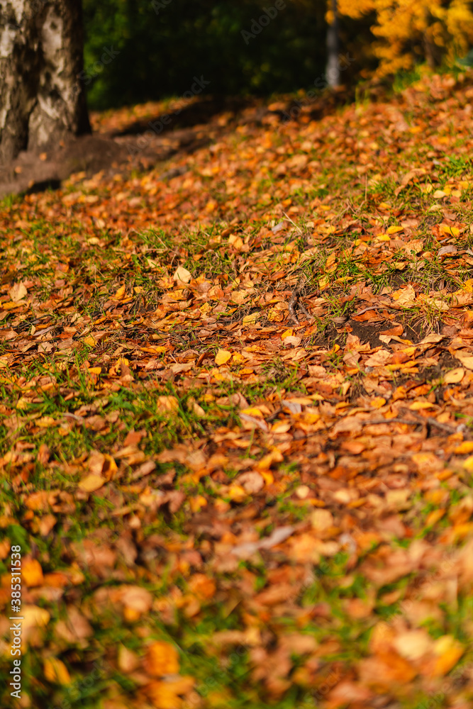 Autumn forest landscape with rays of warm light on golden foliage and path Autumn forest landscape with rays of warm light on golden foliage and path