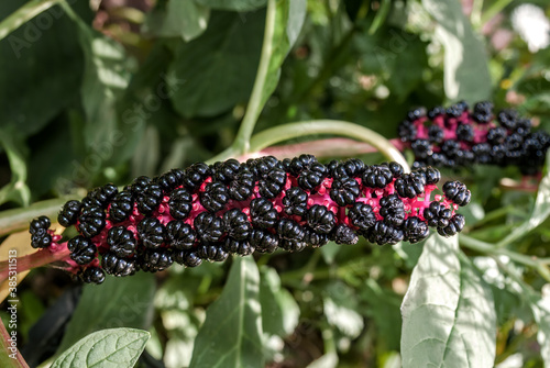 Indian Poke (Phytolacca acinosa) in garden photo