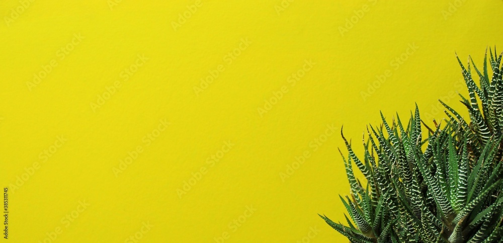 Leaves of cactus plant in a yellow background