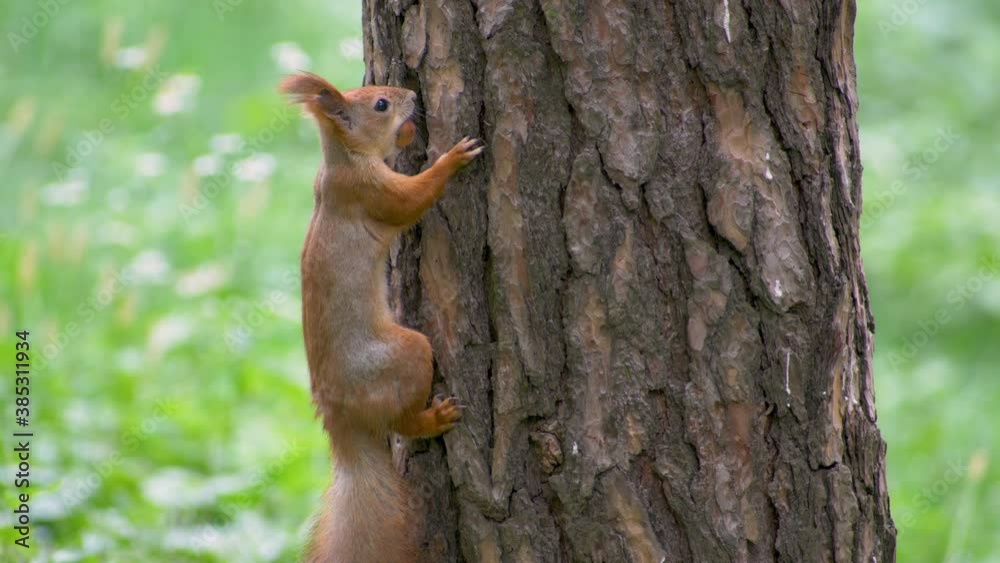 Squirrel in the forest looks for food Squirrel in the forest looks for food