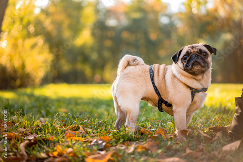 A pug dog walks in the autumn park along the yellow leaves against the background of trees and autumn forest.