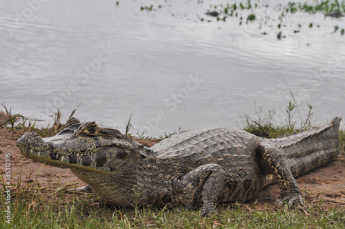 Huge caiman  Caiman yacare  on the shore of a lagoon in Iber   wetland  South America