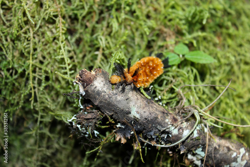 Hairy larva moving on a small dead branch in the tropical forest, Los Toldos, Salta © SilviaCZaninovich