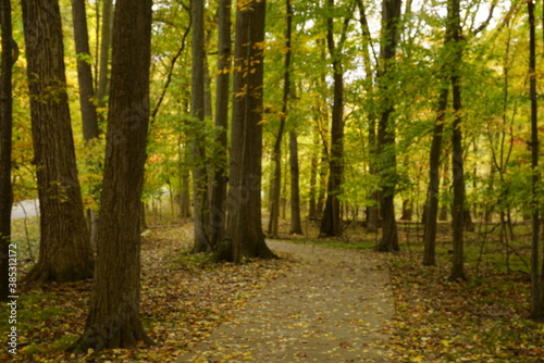 Autumn Walk