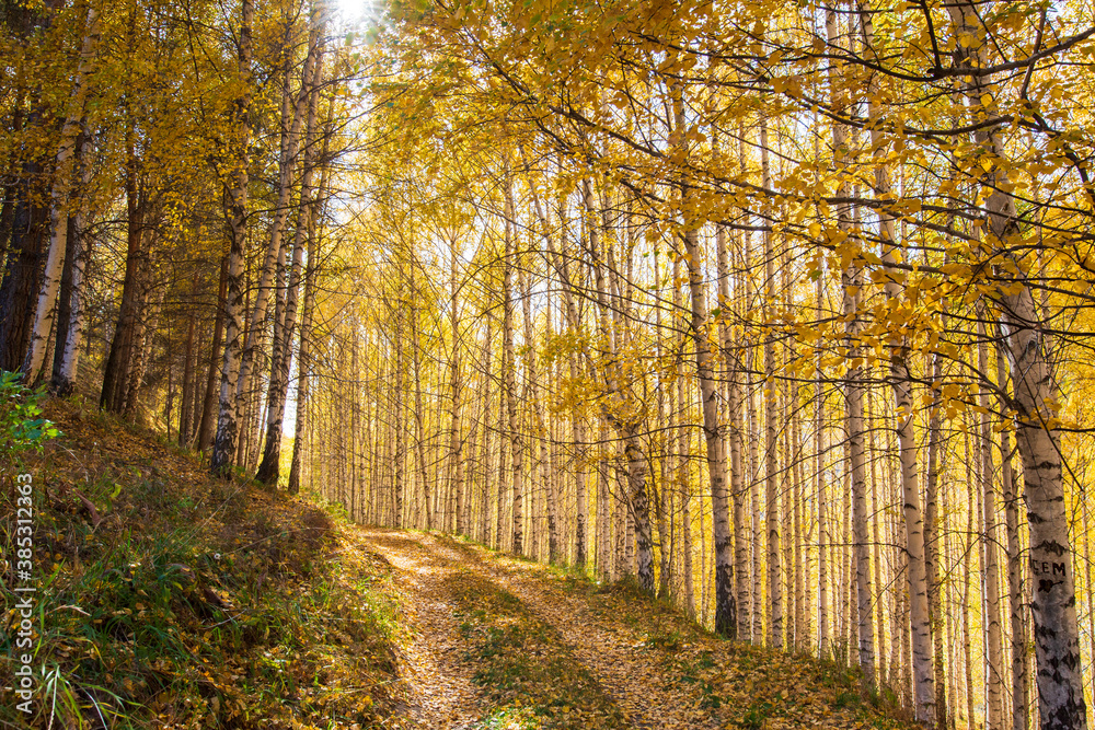 Fototapeta premium Autumn landscape. Beautiful birch trees. Walk in the birch forest. Natural background. Place to insert text.