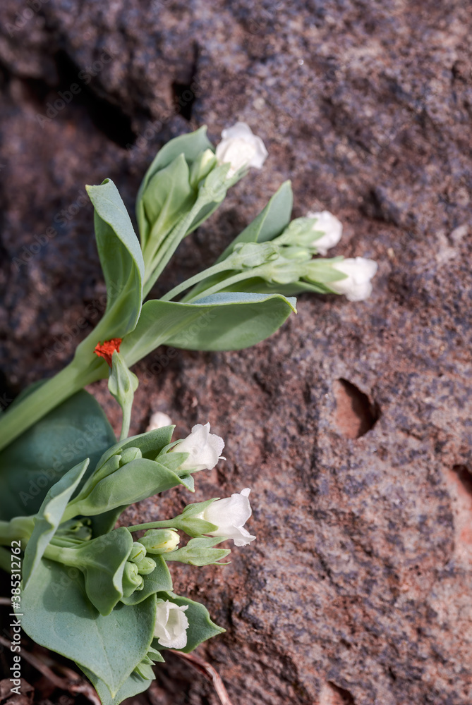 Oysterleaf (Mertensia maritima) on the shore Oysterleaf (Mertensia maritima) on the shore