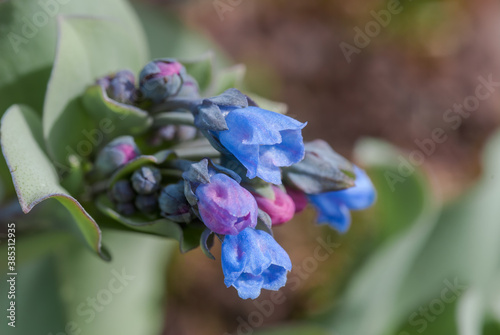 Oysterleaf (Mertensia maritima) on the shore photo