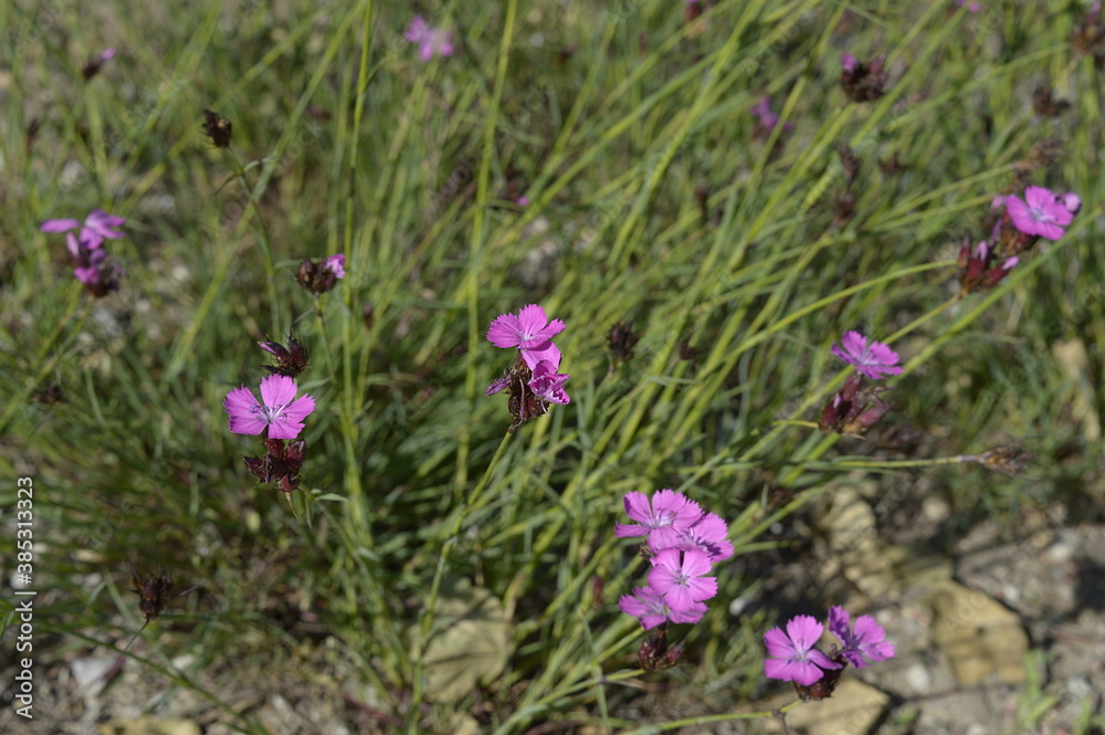 Obraz premium Closeup dianthus carthusianorum commonly known as Carthusian Pink with blurred background in garden