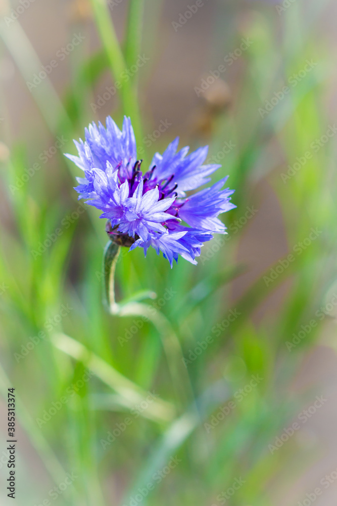 Cornflower (lat. Centaurea cyanus), of the family Asteraceae. Cornflower (lat. Centaurea cyanus), of the family Asteraceae.