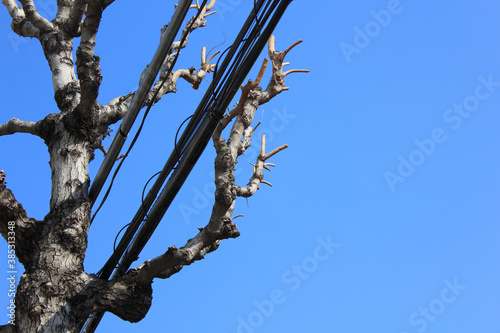 街路樹に絡む危険な電線 © Paylessimages