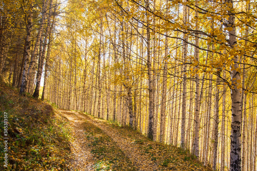 Fototapeta premium Autumn landscape. Beautiful birch trees. Walk in the birch forest. Natural background. Place to insert text.