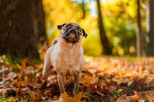 A pug dog walks in the autumn park along the yellow leaves against the background of trees and autumn forest.