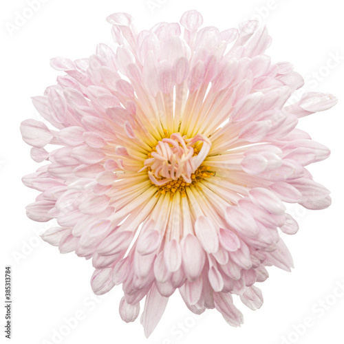 Pink chrysanthemum flower, isolated on white background