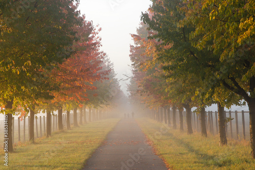 Foggy autumn road