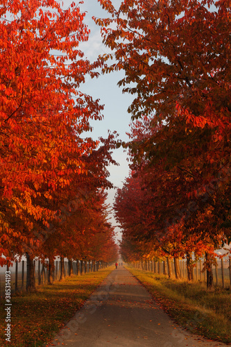 road in autumn