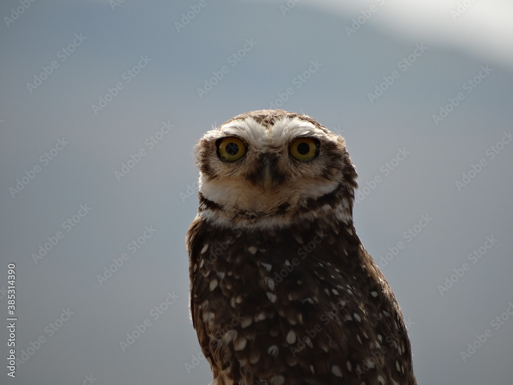 Obraz premium great horned owl in flight