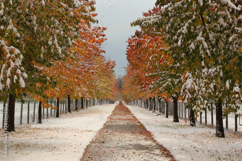 Herbstblätter im Schnee