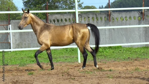 Beautiful golden colour akhal-teke horse trotting in paddock. Slow-motion