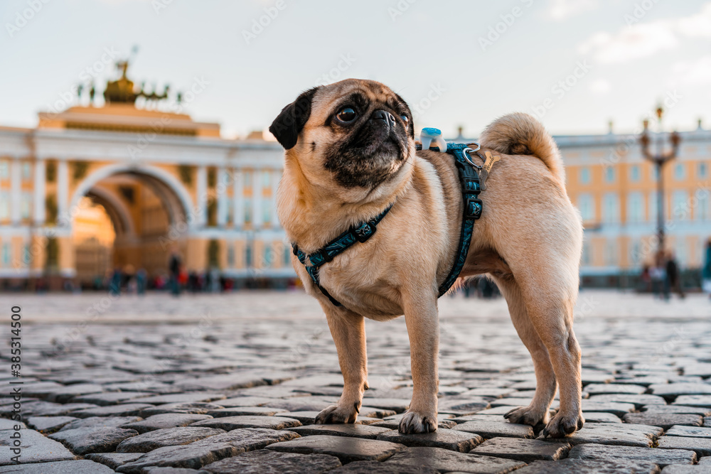 Funny dog pug in a harness walks through the city streets, tourist attractions in Saint Petersburg