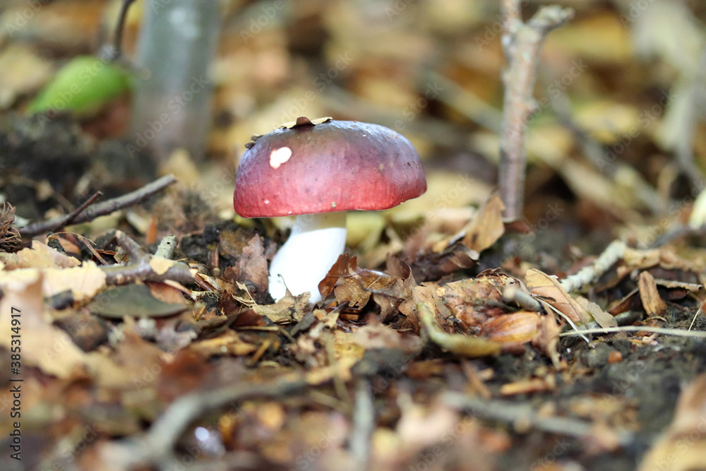 fly agaric mushroom in the forest, red toadstool, poisonous mushrooms fly agaric mushroom in the forest, red toadstool, poisonous mushrooms