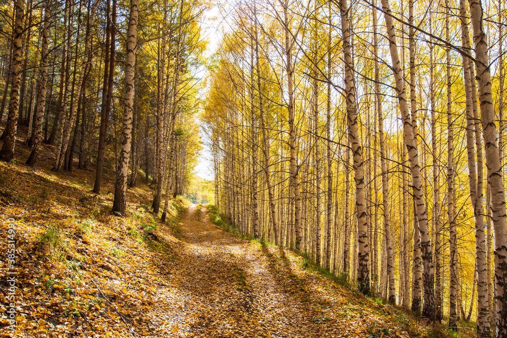 Obraz premium Autumn landscape. Beautiful birch trees. Walk in the birch forest. Natural background. Place to insert text.