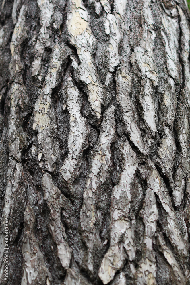 .Green ash tree bark texture. .Green ash tree bark texture.