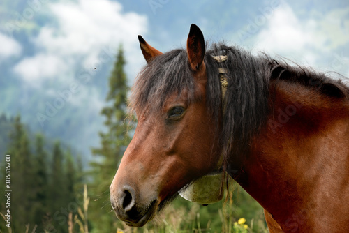 Horse with an iron bell on his neck against the backdrop of a mountain landscape. Close-up.