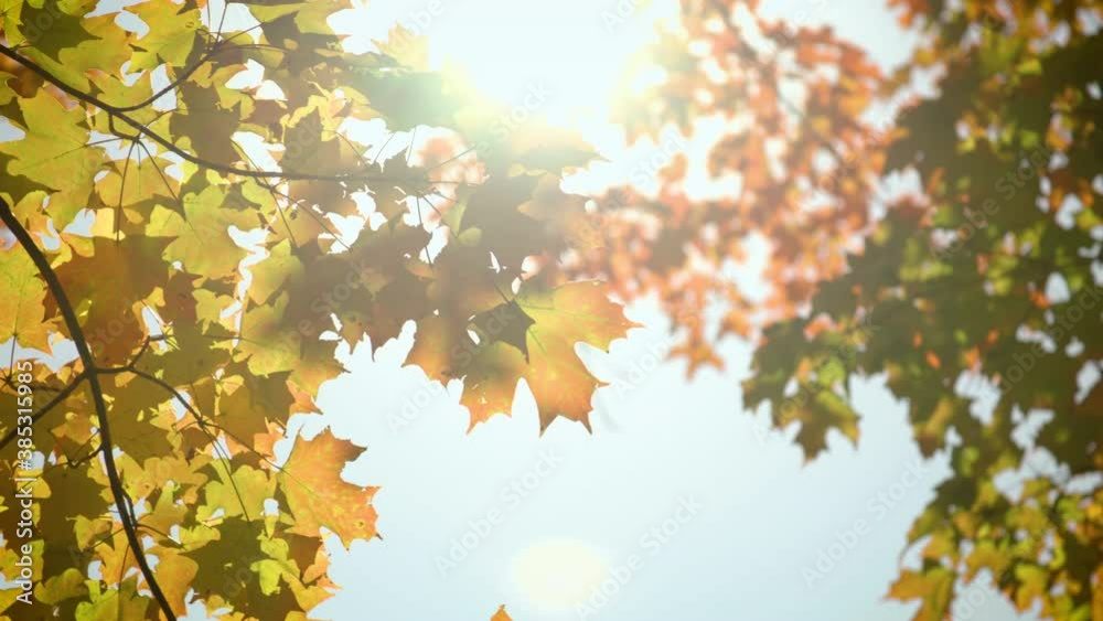 Colorful fall leaves moving in a gentle breeze with a sun flare Colorful fall leaves moving in a gentle breeze with a sun flare