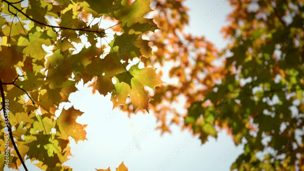 Colorful fall leaves moving in a gentle breeze Colorful fall leaves moving in a gentle breeze